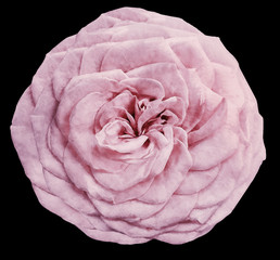 watercolor isolated flower light pink  rose on the black background. Closeup. For design. Nature.
