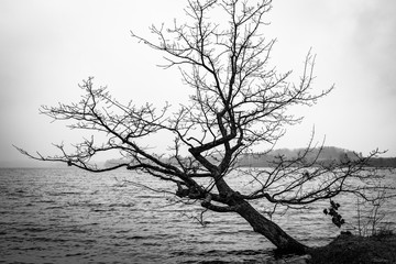 Black & white photo of a tree falling into the lake, winter cold weather, dark mood.