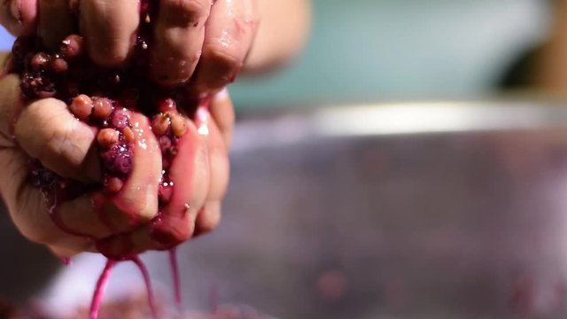 Bignay, Antidesma bunius home wine processing hand crushing, mashing and squeezing of fruit