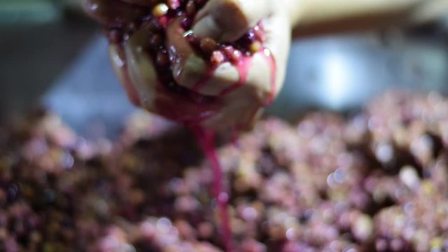 Bignay, Antidesma bunius home wine processing hand crushing, mashing and squeezing of fruit