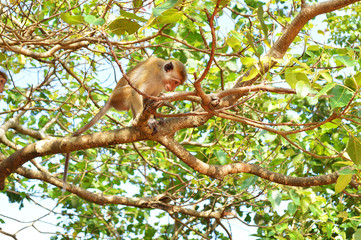 Naklejka na ściany i meble monkeys living on the rock of Sigiriya
