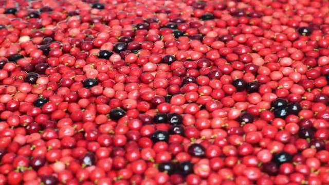 Bignay, Antidesma bunius floating on swirling water