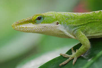 Green anole close-up on Big Island of Hawaii