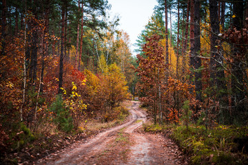 Lovely path in the forest, surrounded by autumn colors of yellow, red, brown and green, Autumn season