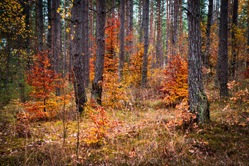 Forest with young trees covered with yellow and red leaves. Colorful autumn landscape.