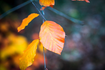 Yellow autumn leaves on tree, just before falling down to the ground. Close-up shot