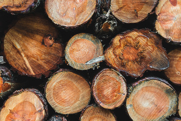 Pile of wood in the forest, closeup