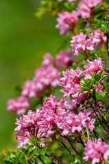 A close-up of the wild Rhododendrons growing in the Italian Dolomites.