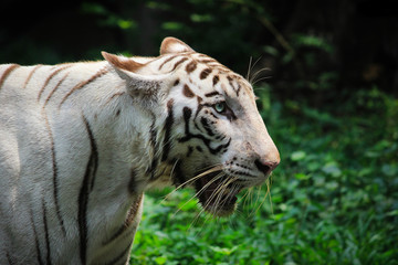 WILDLIFE PHOTOGRAPHY