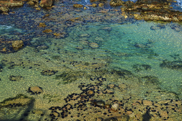 the underwater world of the Indian ocean on the island of Ceylon