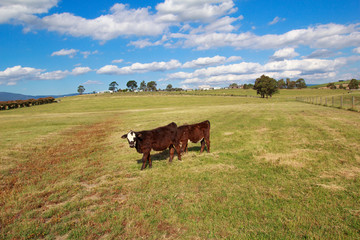 cow on meadow