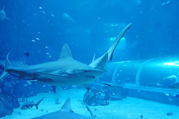 close up of big shark in an aquarium 