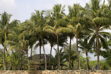 palm trees on beach - 232025602