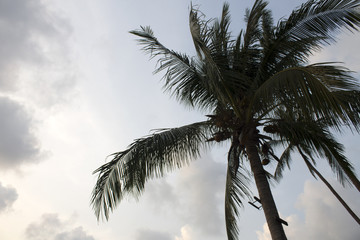 palm trees against blue sky - 232025638