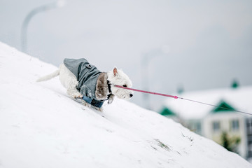 dog on the slope