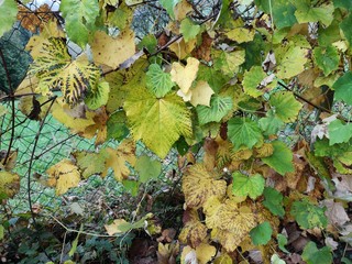 grün gelb verfärbte Blätter Herbst