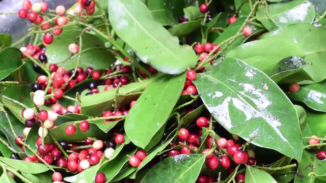 Bignay, Antidesma bunius home wine processing fruits on stem shaken to rid of ants and dirt