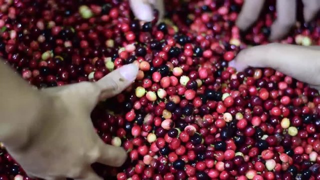 Bignay, Antidesma bunius home wine processing scooped by hand to mix batches