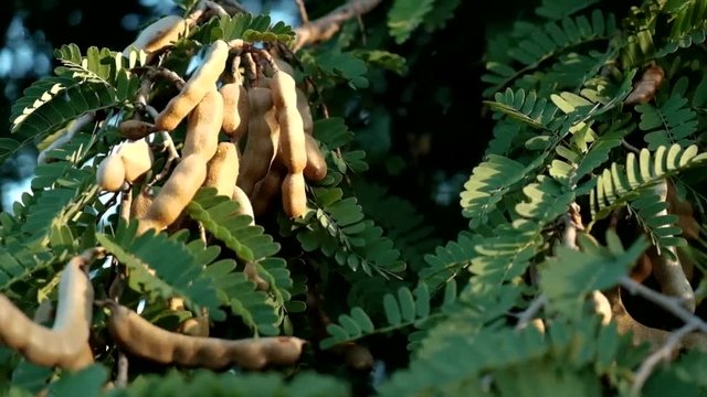 Thai Tamarind with warm light