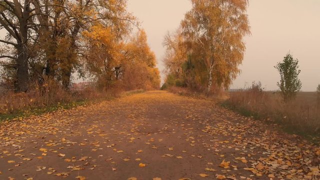 Autumn Road With Orange and Yellow Foliage