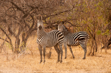Fototapeta na wymiar herd of zebras in Tanzania