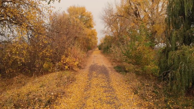 Country Road, Yellow Foliage on the Ground