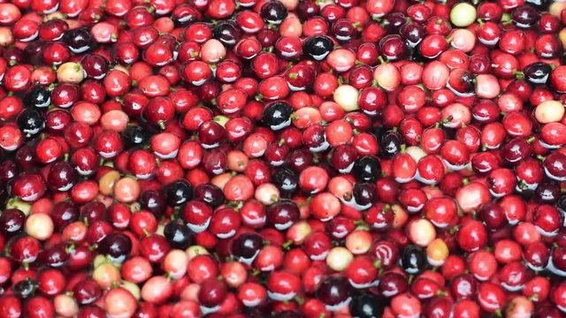 Bignay fruit, Antidesma bunius afloat on flowing water