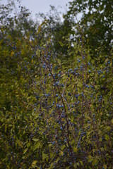 green leaves of a tree