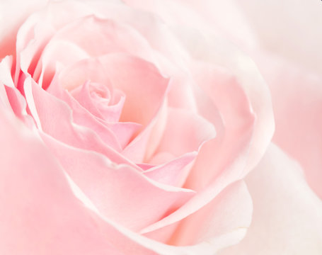 Closeup picture of a rose petals