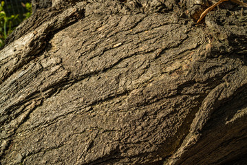 tree bark texture background, wooden texture pattern
