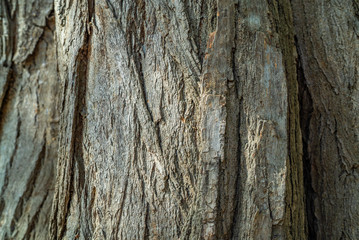 tree bark texture background, wooden texture pattern