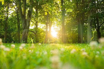 Obraz na płótnie Canvas morning forest sunshine