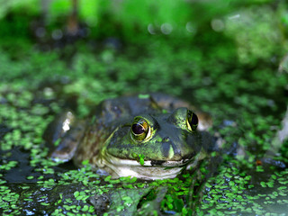 frog in a pond