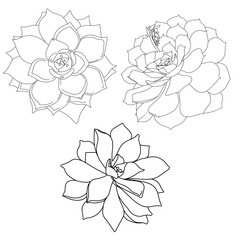 Set of black flower illustration on a white background. Vector.