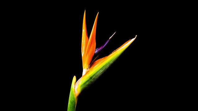 Time Lapse - Blooming Flower Bird of Paradise - 4K