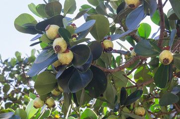 Clusia rosea, the autograph tree, copey, balsam apple, pitch-apple, and Scotch attorney, is a tropical and sub-tropical plant species in the genus Clusia.