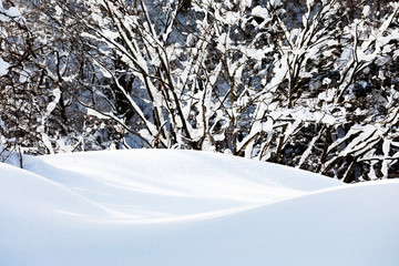 Tree cover with snow in the park,Japan