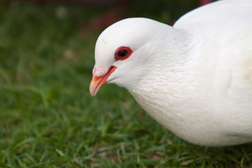 white pigeon