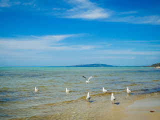 seagulls flying, swimming and resting on a beach