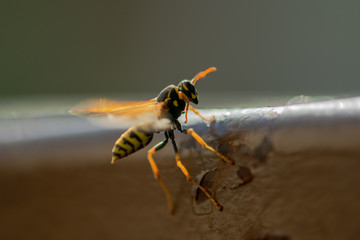 Bea with a macro look