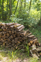 Woodpile in the summer forest. Stacked sawn old wooden logs. Sunny day.