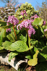 Bergenia pink are incredibly hardy, and reliably evergreen. Green leaves.