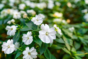 white flowers in the garden