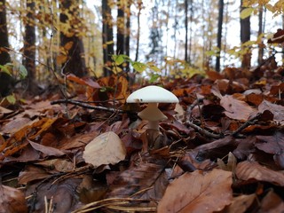 weißer Pilz auf feuchtem Waldboden