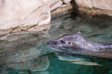 Kopf eines Seelöwen im Wasser vor einer Felswand