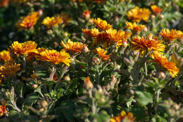 Colorful chrysanthemums growing in the garden
