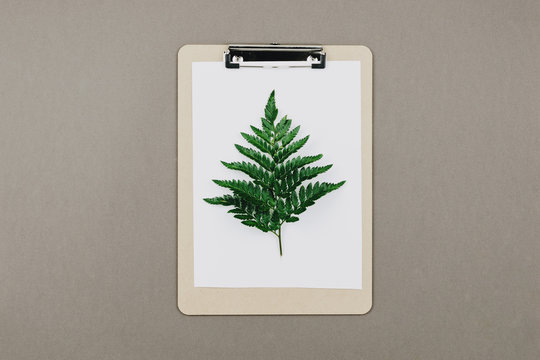 Flatlay of sketch board with fern branck on grey background