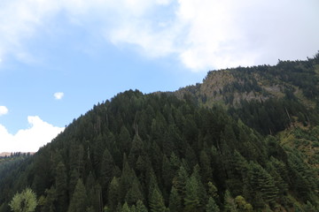 Big trees on mountain under cloudy sky