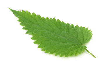 nettle leaf isolated on white background. medical herbs.