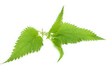 nettle leaf isolated on white background. medical herbs.